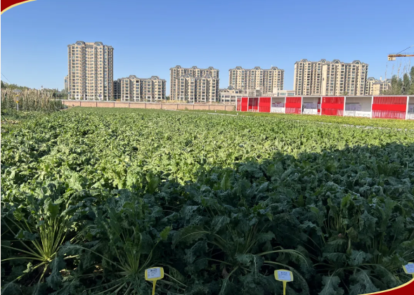 “果” 然有收成 “摘” 得凝聚力